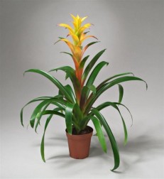guzmania-sari-beyaz.jpg