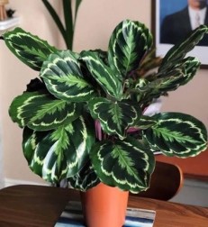 calathea-dua-cicegi.jpg