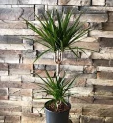 cift-dal-marginata-salon-bitkisi-1-metre-20-cm.jpg