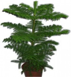 salon-cami-2-20-cm-cok-gur-saglikli-yilbasi-suslemesi-icin-cok-uygun.jpg